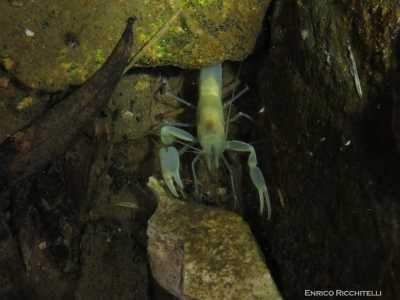 Qui si trova un pozzo in cui Enrico ha scovato dei �gamberi salentini�, chiamati cos� perch� notati per la prima volta nella grotta della Zinzulusa, nel leccese